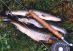 Loch trout - breakfast brownies taken on the fly in late summer.