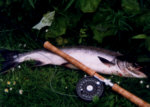 River Allan Salmon - taken on the fly after a summer spate.