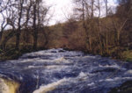 River Carron - Trout fishing