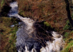 River Carron - trout fishing