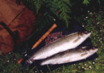 A Brace of Sea Trout from the River Earn taken on a Needle fly.