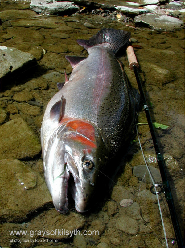 Steelhead taken on Grays Needle Tube
