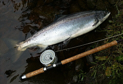 South Tyne Salmon