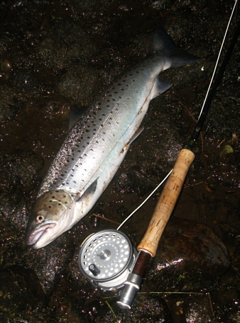 Spey Sea Trout