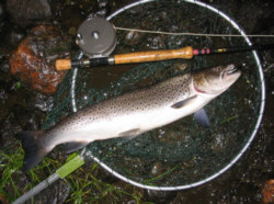 Sea Trout Taken on a needle tube fly