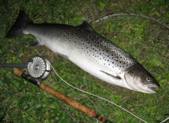 Spey Sea Trout