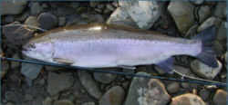 Steelhead taken on Needle Tube Fly