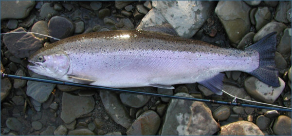 Lake Erie Steelhead