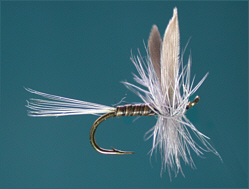 Trout Dry Flies