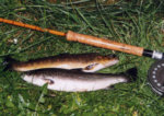 Sea trout and brown trout, taken on a summer night, River Allan.