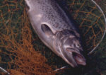Loch Lomond Sea Trout fishing