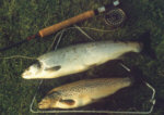 River Earn trout - a mixed June bag of sea trout and brown trout.