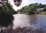 River Towy, Llandeilo - sewin fishing