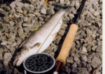 River Towy - Sea Trout fishing