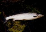 River Tummel  Salmon fishing - a nine pound springer taken in early March.