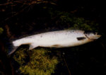 River Tummel Salmon fishing - a nine pound springer taken in early March.