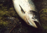 River Tummel Spring salmon - salmon fishing, Pitlochry