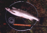 River Earn sea trout - A nice four and a half pounder taken on a July night.