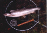 River Earn - Sea Trout fishing, the quarry.