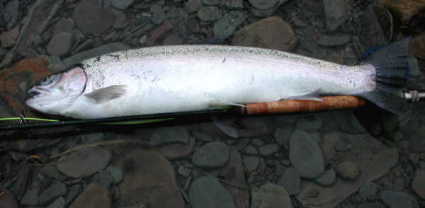 Late July Steelhead