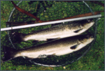 Border Esk Sea Trout