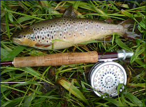 Fly Fishing for Trout