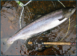 News - Nairn Salmon