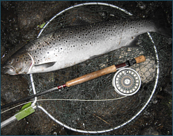 Sea Trout