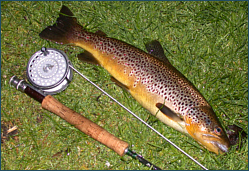 News on Scottish Trout Fishing